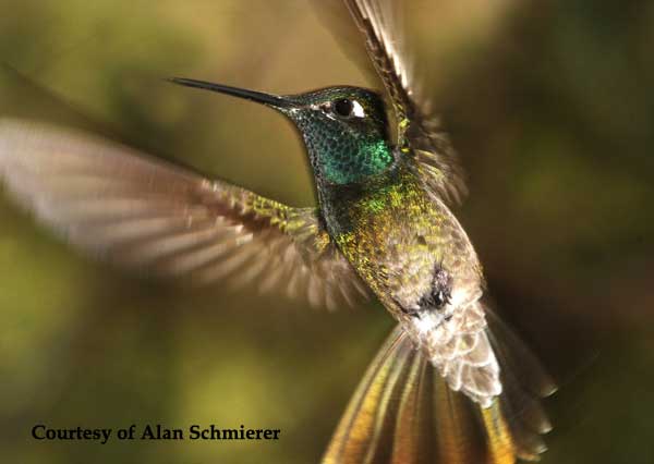 Magnificent Hummingbird Male
