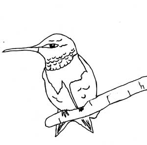 Male Ruby-throated Hummingbird Perching Coloring Page