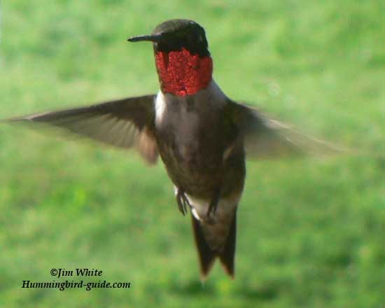 Male Ruby-throated Hummingbird in Flight