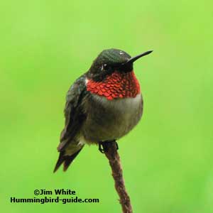 Male Ruby-throated Hummingbird Coloring Page