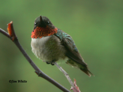 manlig Ruby-throated kolibri