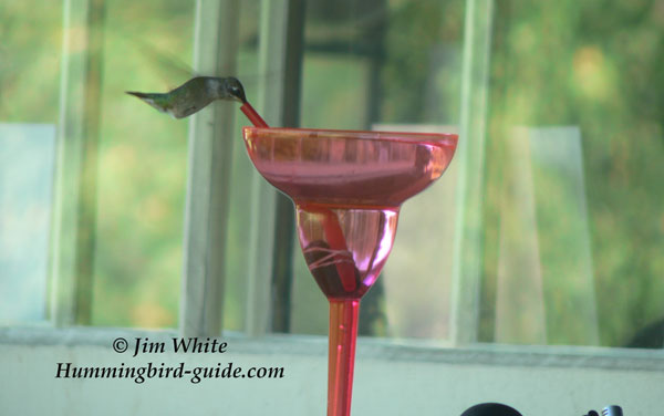 Hummingbird Sipping Nectar from a Margarita Glass