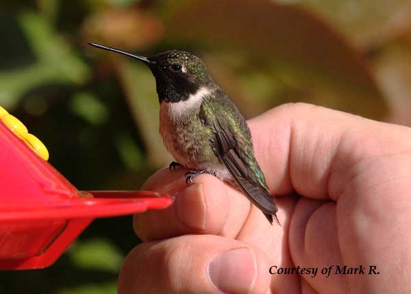 Helping a Hummingbird Feed