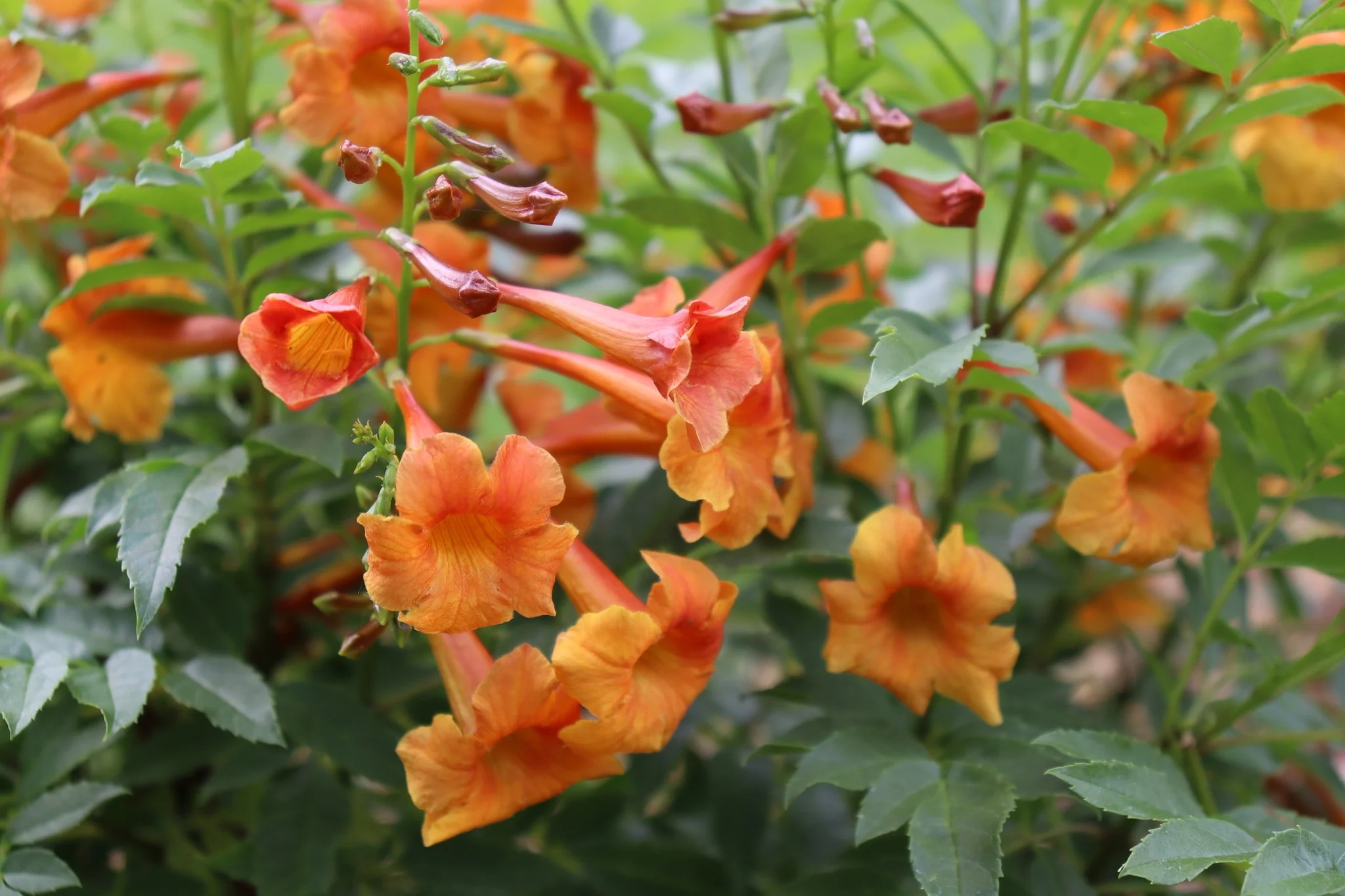 Orange Trumpet Hummingbird Vine