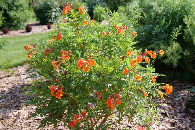 Orange Trumpet Hummingbird Vine