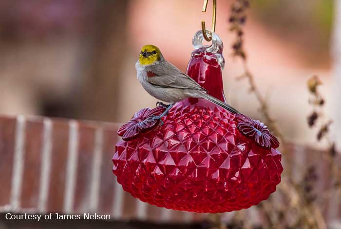 Verdin at Hummingbird Feeder