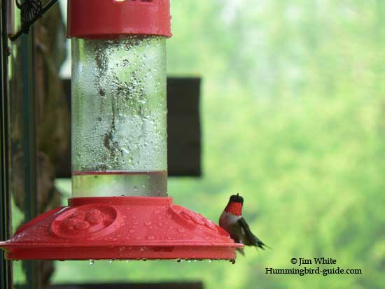 Our Dr.JB's Hummingbird Feeder with Ruby-throated hummingbird
