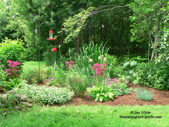Our Hummingbird Garden Plan