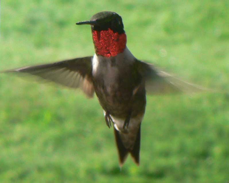 Hummingbird in flight