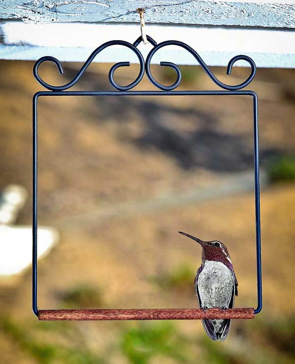 Flat Black Hummingbird Swing