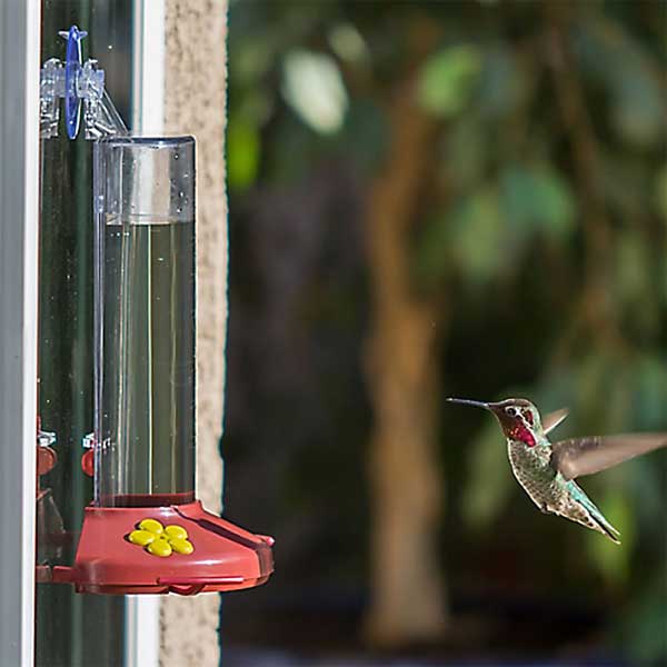 Perky Pet Window Hummingbird Feeder