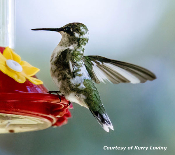 Pied Hummingbird Image