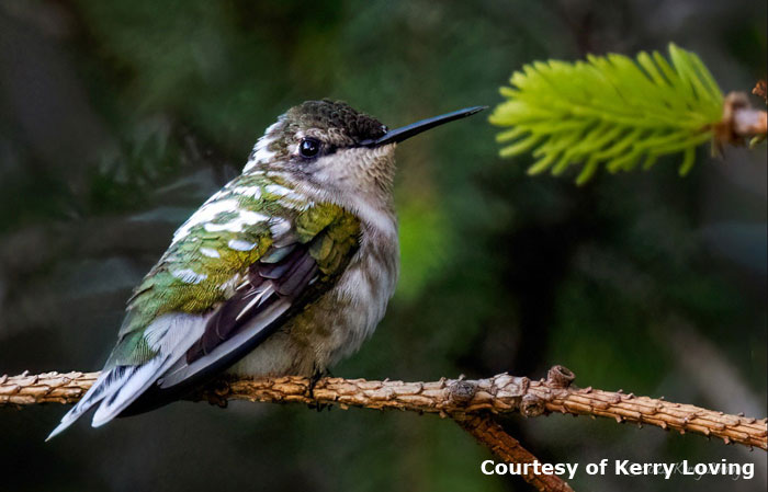 Pied Hummingbird Image
