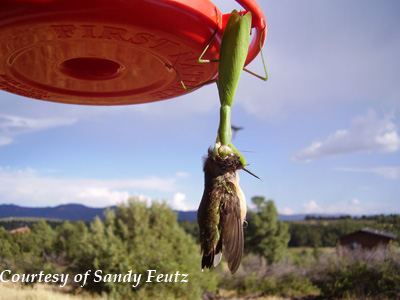 hummingbird predators