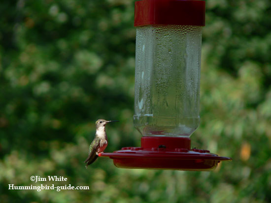 Our back porch feeder with homemade hummingbird nectar.