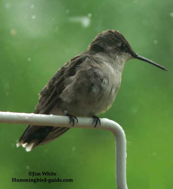 Ruby-throated Hummingbird Female