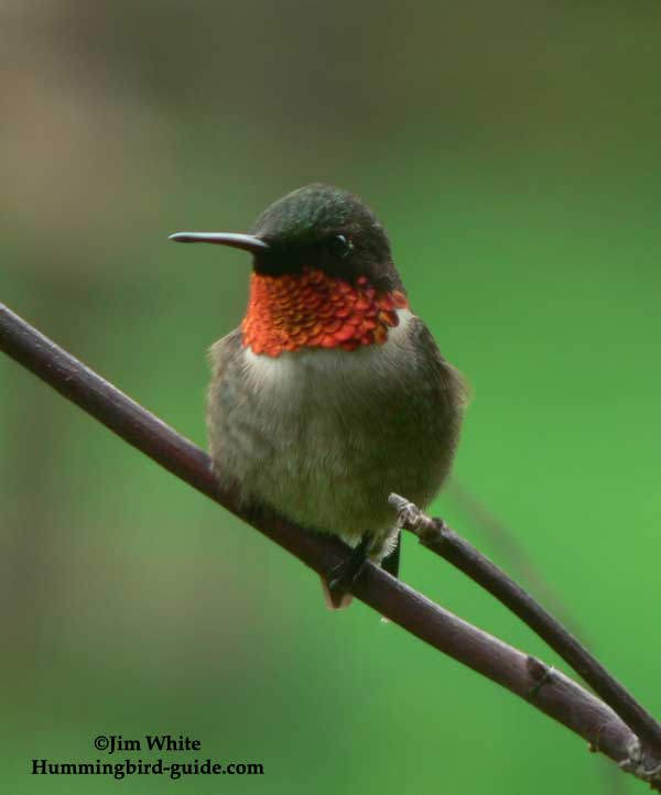 Ruby-throated Hummingbird Male