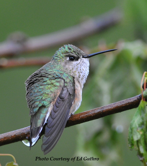 Rufous Hummingbird. A Vagrant Hummingbird.