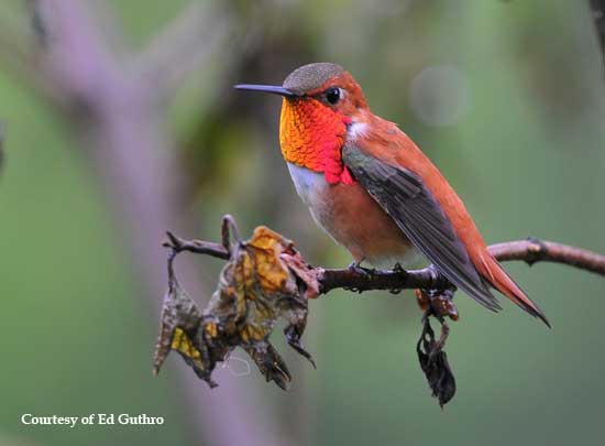 Male Rufous Hummingbird