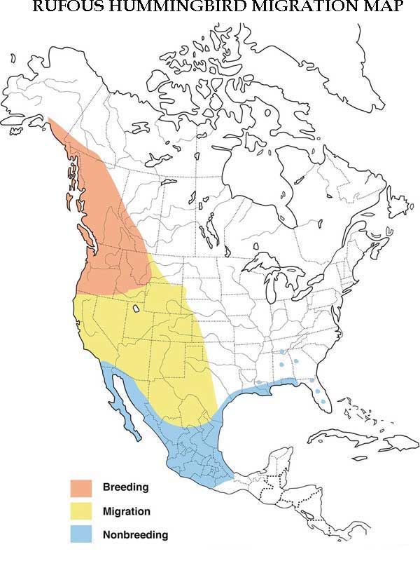 Rufous Hummingbird Migration Map