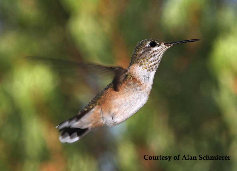 Rufous Hummingbird Female