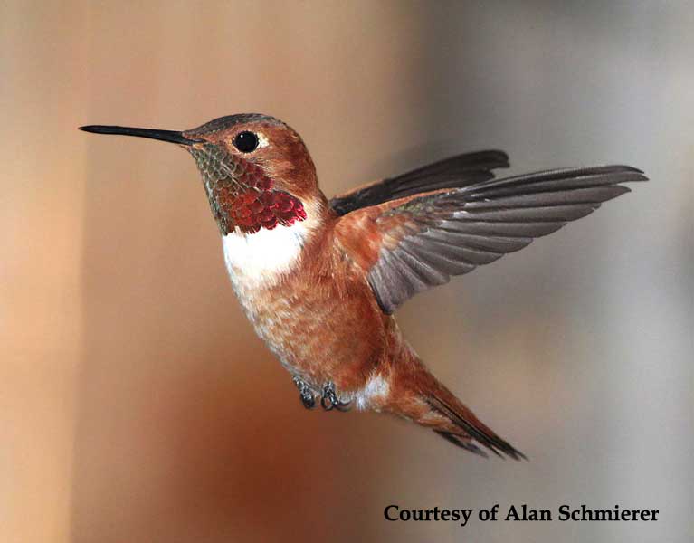 Rufous Hummingbird Male