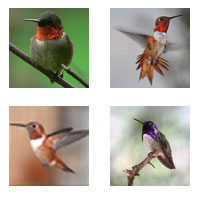 Hummingbird Species