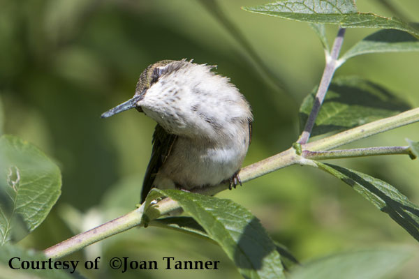 Hummingbird in Torpor