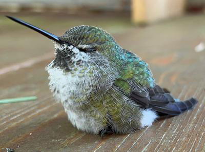 Anna's Hummingbird Anna's Hummingbird