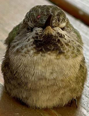Anna's Hummingbird Anna's Hummingbird