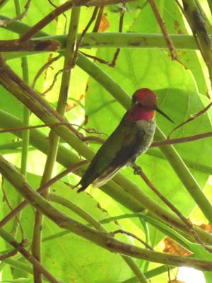 Hummingbird Story Image
