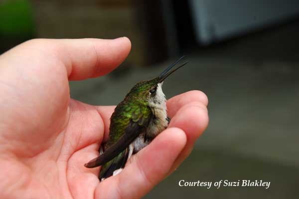 Gently Holding a Hummingbird