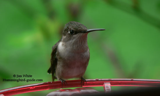 A photo through our kitchen window of a female Ruby-throated hummer at our window feeder.