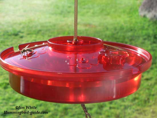 Hummingbird Haven Feeder with bee