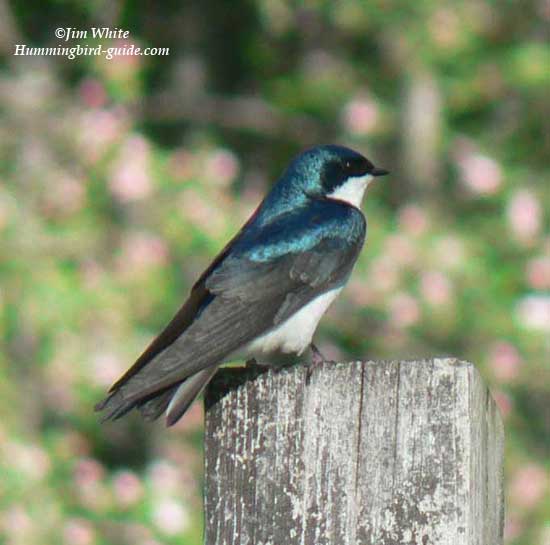 Male Tree Swallow