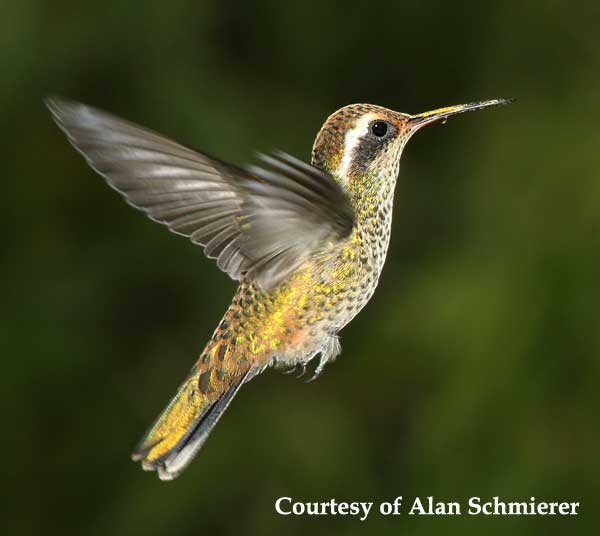 White-eared Hummingbird Female