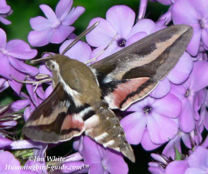 White-lined Sphinx Moth Close Up