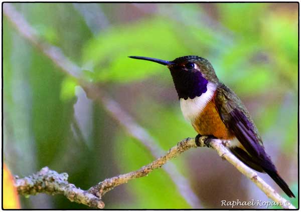 Bahama Woodstar Male