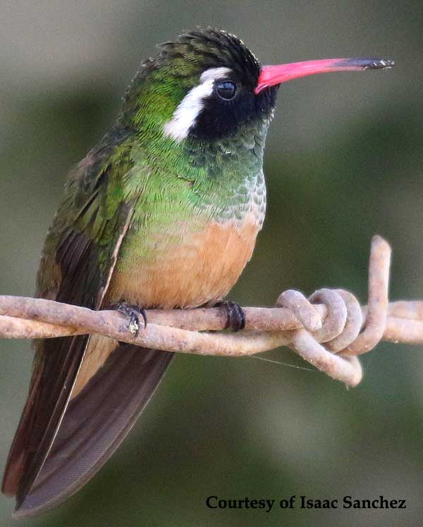 Xantus Hummingbird Male