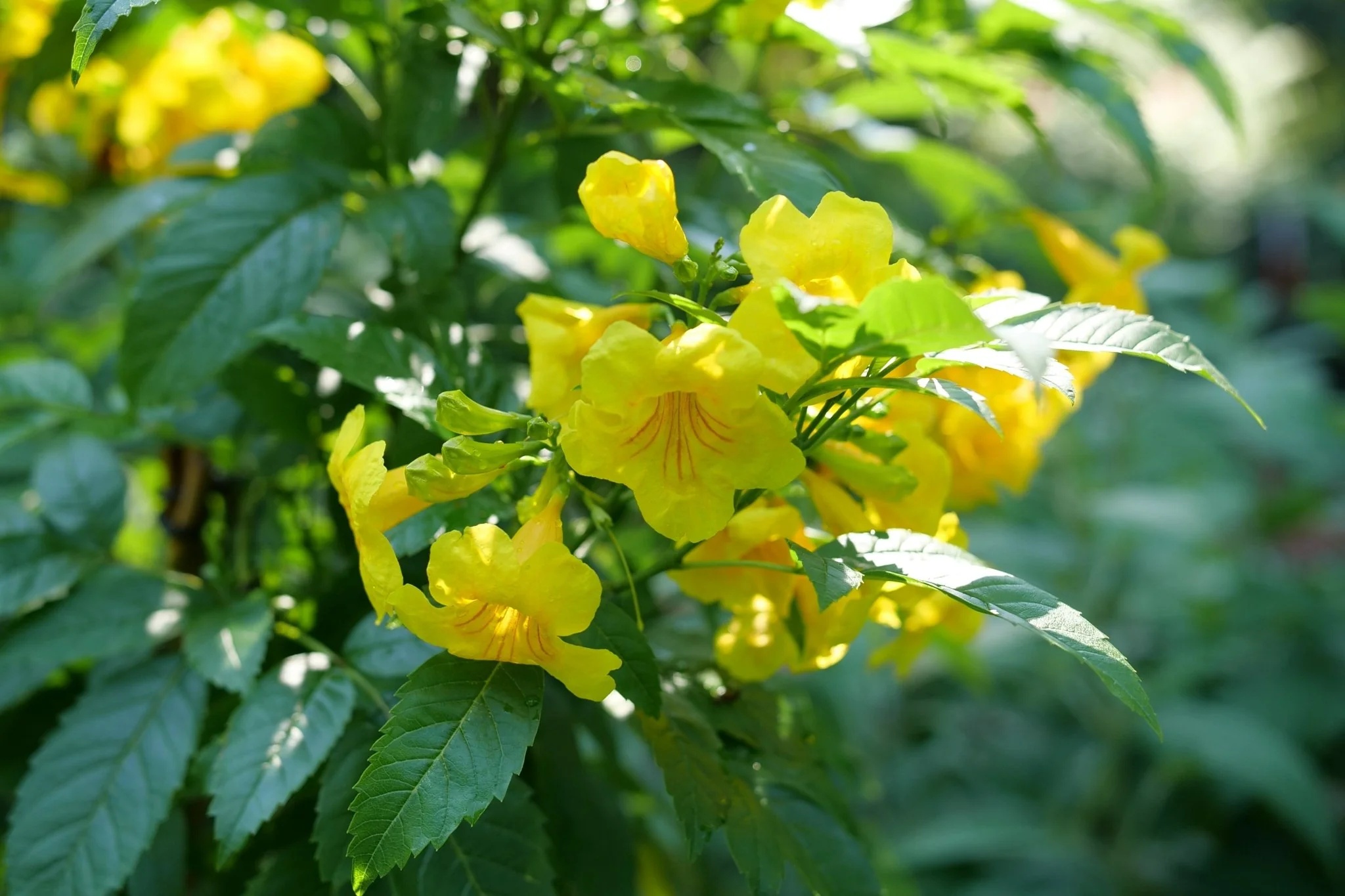 Yellow Trumpet Hummingbird Vine