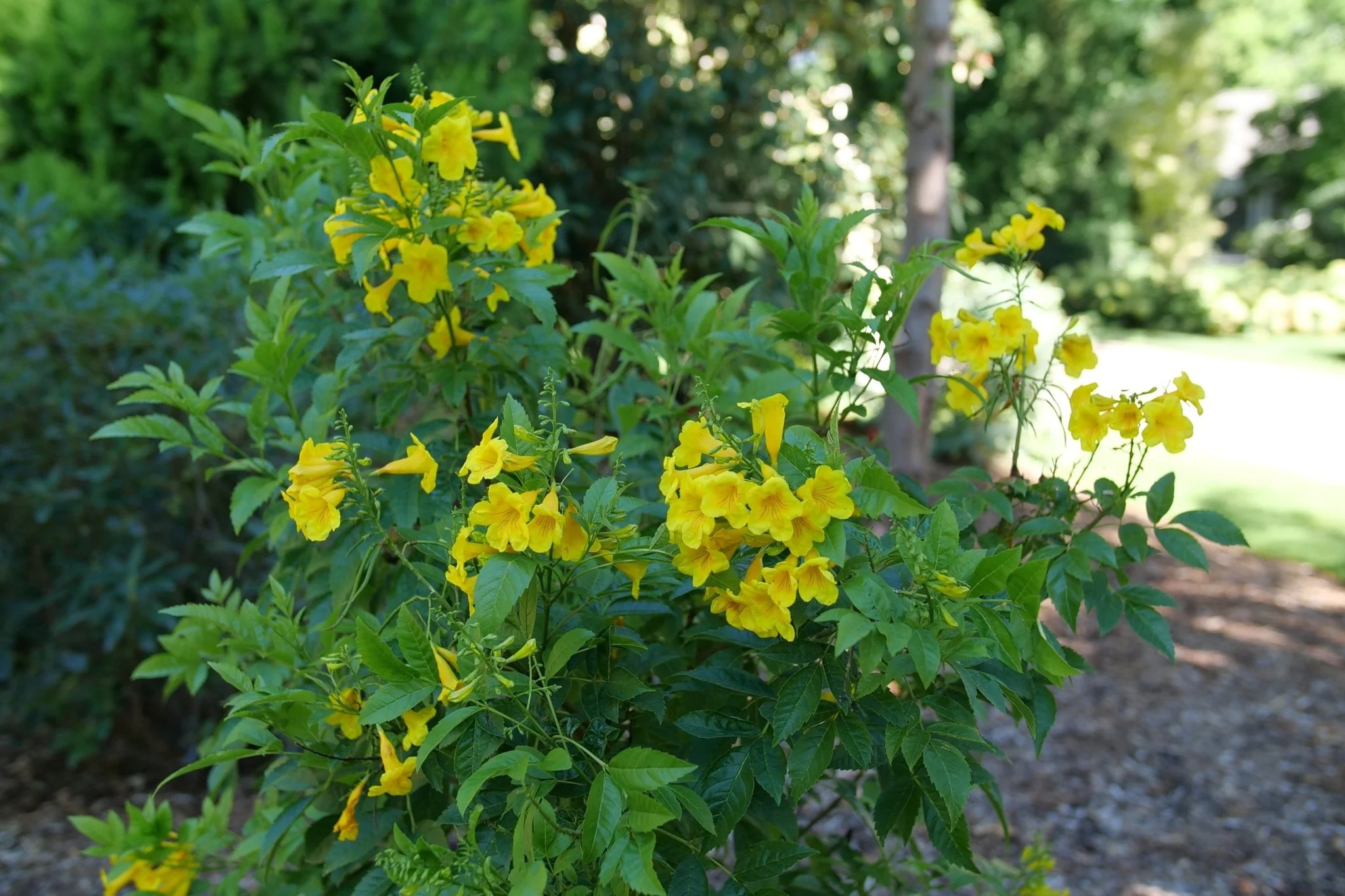 Yellow Trumpet Hummingbird Vine