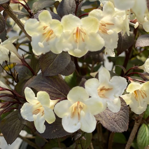 Wine & Spirits® Weigela