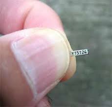 ID Number on a Hummingbird Band
