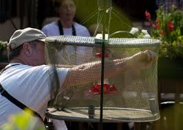 The Capture in a Hummingbird Trap