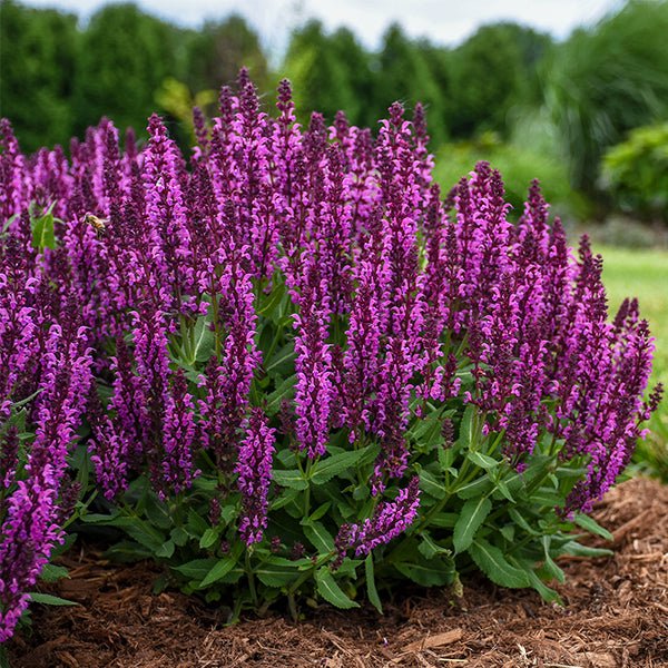 Bumblberry Salvia