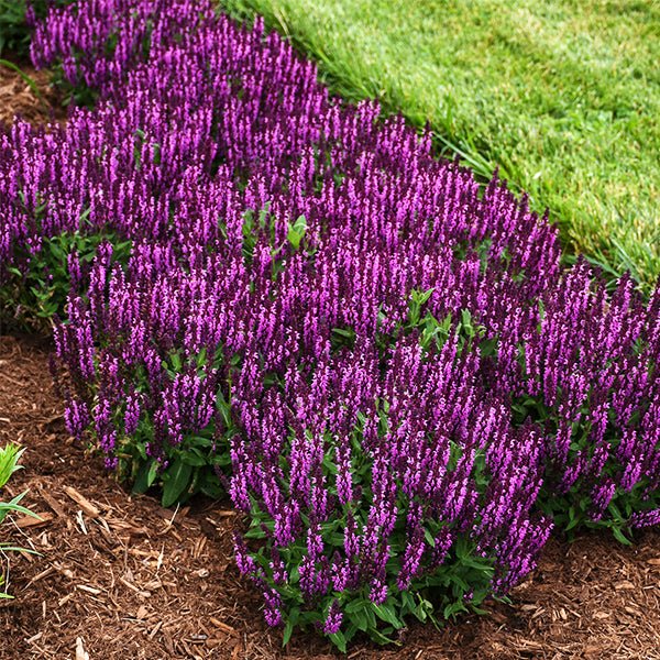 Bumbleberry Salvia