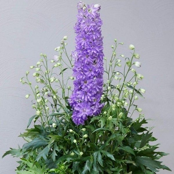 Breezin Delphinium
