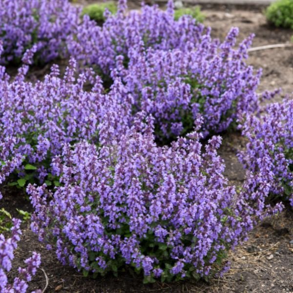 Cat's Pajamas Catmint