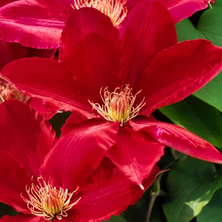 Rebecca™ Clematis