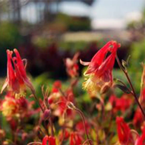 Columbine